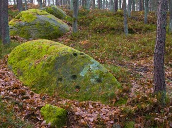 1614974668_plesniowka_fot._a.staskowiak__kopia.jpg